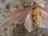 Chrysocraspeda rubripennis